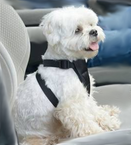 Cani e gatti sicuri in auto